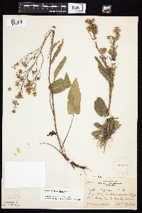 Symphyotrichum oolentangiense image