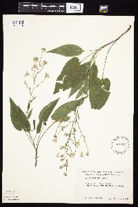 Symphyotrichum oolentangiense image
