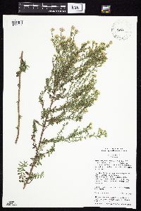Symphyotrichum pilosum image