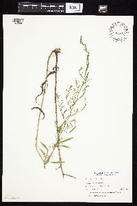 Symphyotrichum pilosum image