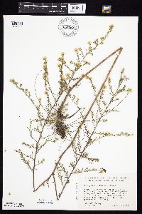 Symphyotrichum pilosum var. pilosum image