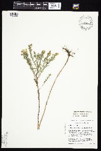 Symphyotrichum ericoides var. ericoides image