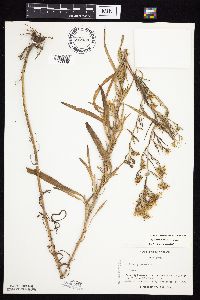 Symphyotrichum pilosum var. pilosum image