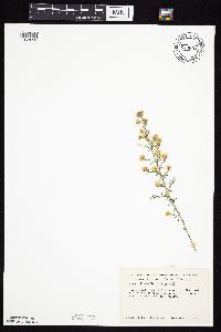 Symphyotrichum pilosum var. pilosum image