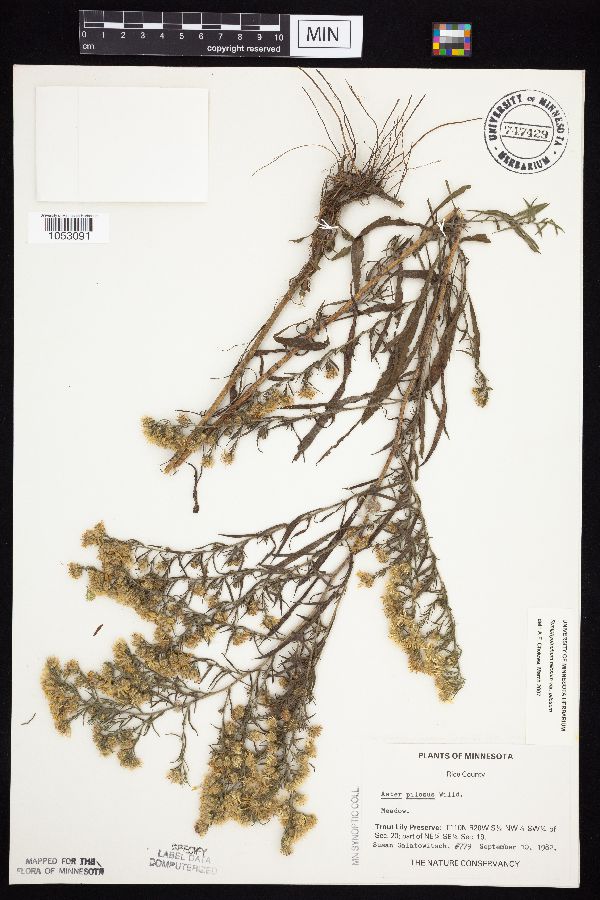 Symphyotrichum pilosum var. pilosum image