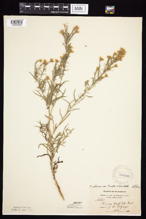 Symphyotrichum pilosum var. pringlei image