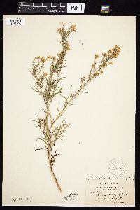 Symphyotrichum pilosum image