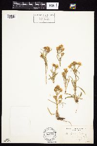 Symphyotrichum porteri image