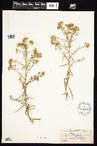 Media resource of Symphyotrichum porteri