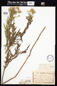 Symphyotrichum praealtum image