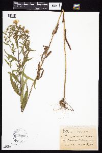 Symphyotrichum praealtum image