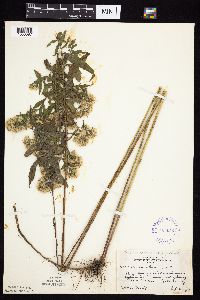 Symphyotrichum praealtum image