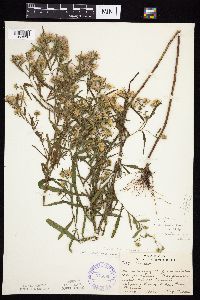 Symphyotrichum praealtum image