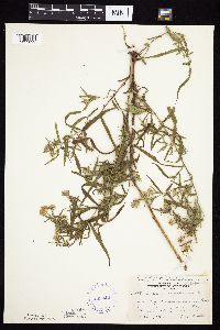 Symphyotrichum praealtum image