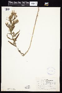 Symphyotrichum praealtum image