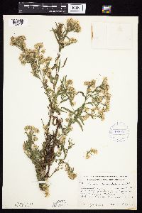 Symphyotrichum praealtum image