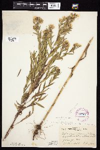 Symphyotrichum praealtum image