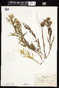 Symphyotrichum praealtum image