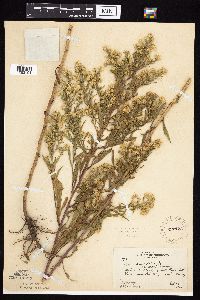 Symphyotrichum praealtum image