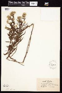 Symphyotrichum praealtum image