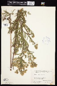 Symphyotrichum praealtum image