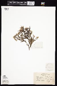 Symphyotrichum praealtum image