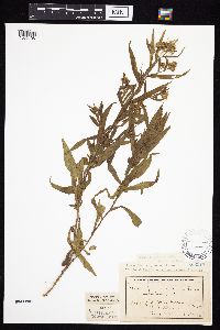 Symphyotrichum praealtum image