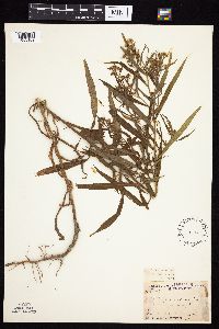 Symphyotrichum praealtum image