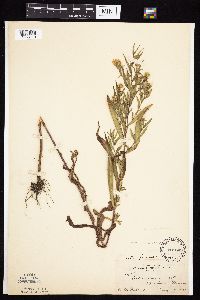 Symphyotrichum praealtum image