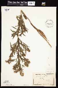 Symphyotrichum praealtum image
