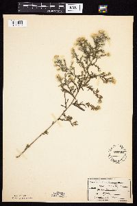 Symphyotrichum praealtum image