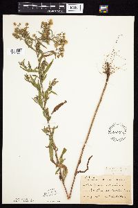 Symphyotrichum praealtum image