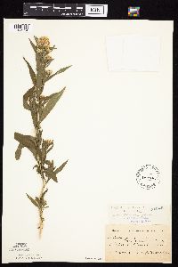 Symphyotrichum praealtum image