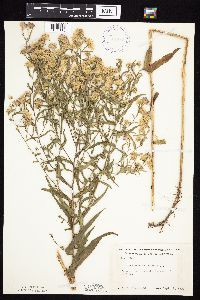 Symphyotrichum praealtum image