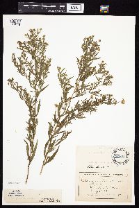 Symphyotrichum praealtum image