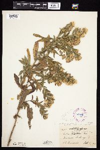 Symphyotrichum praealtum image