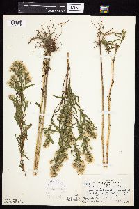 Symphyotrichum praealtum image