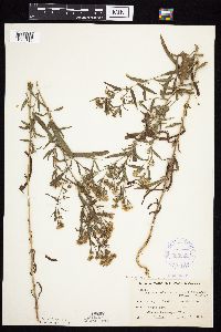 Symphyotrichum praealtum image