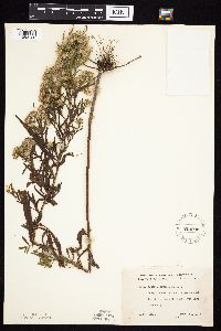 Symphyotrichum praealtum image