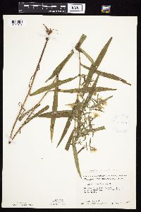 Symphyotrichum praealtum image