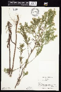 Symphyotrichum praealtum image