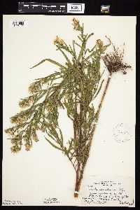 Symphyotrichum praealtum image