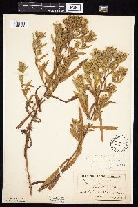 Symphyotrichum praealtum image