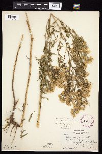 Symphyotrichum praealtum image
