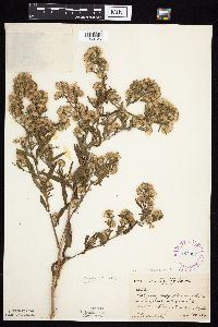 Symphyotrichum praealtum image