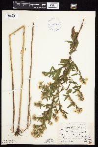 Symphyotrichum praealtum image