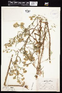 Symphyotrichum praealtum image