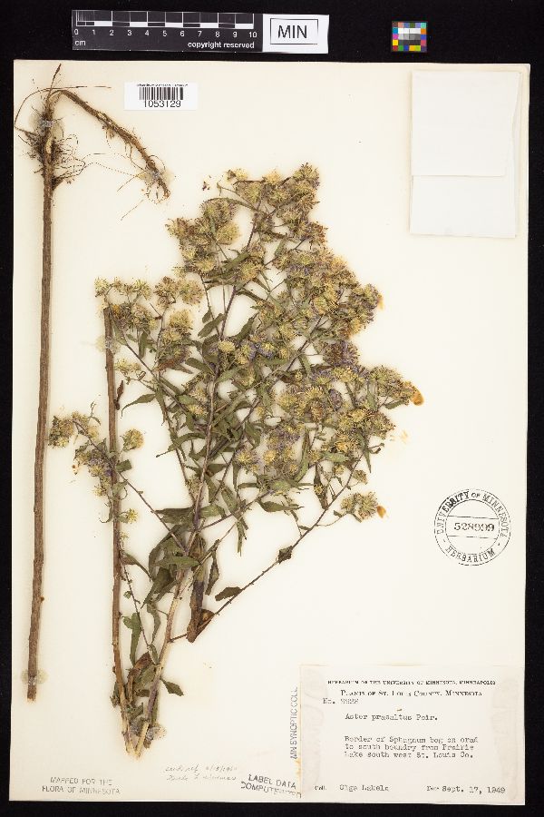 Symphyotrichum praealtum image