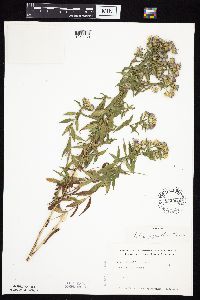 Symphyotrichum praealtum image