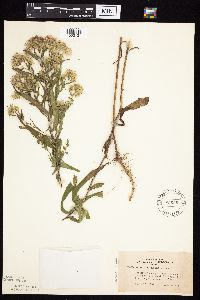 Symphyotrichum praealtum image